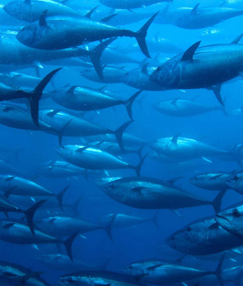 Offshore Fish Farming